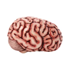 Spirit Halloween Brain Prop