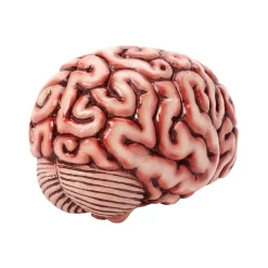 Spirit Halloween Brain Prop